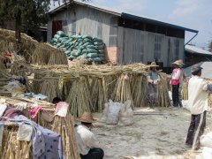 25-Bamboo stalks for paper production